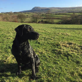 a black Labrador sat outside on grass